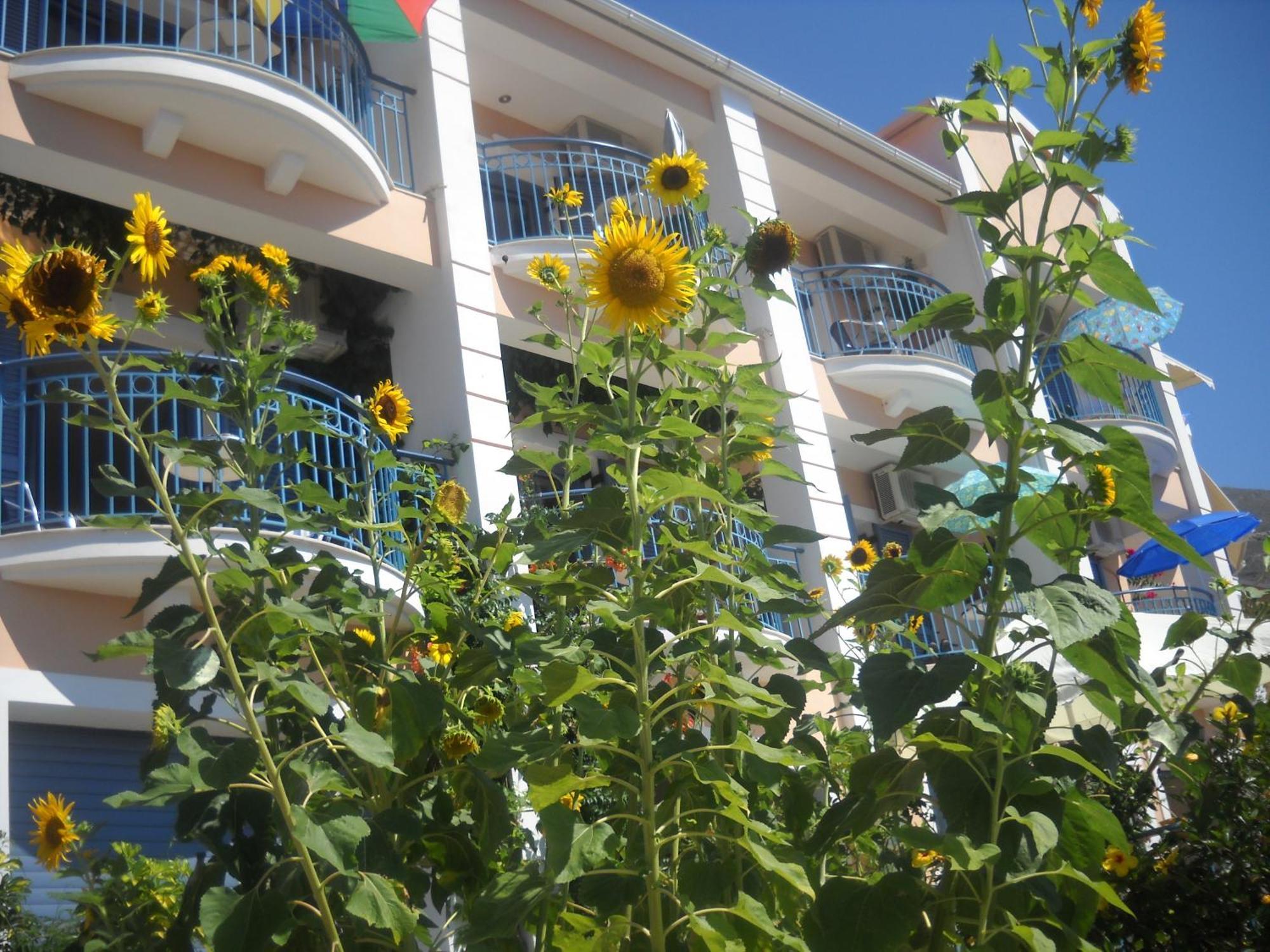 Olive Bay Hotel Agia Efimia Eksteriør bilde