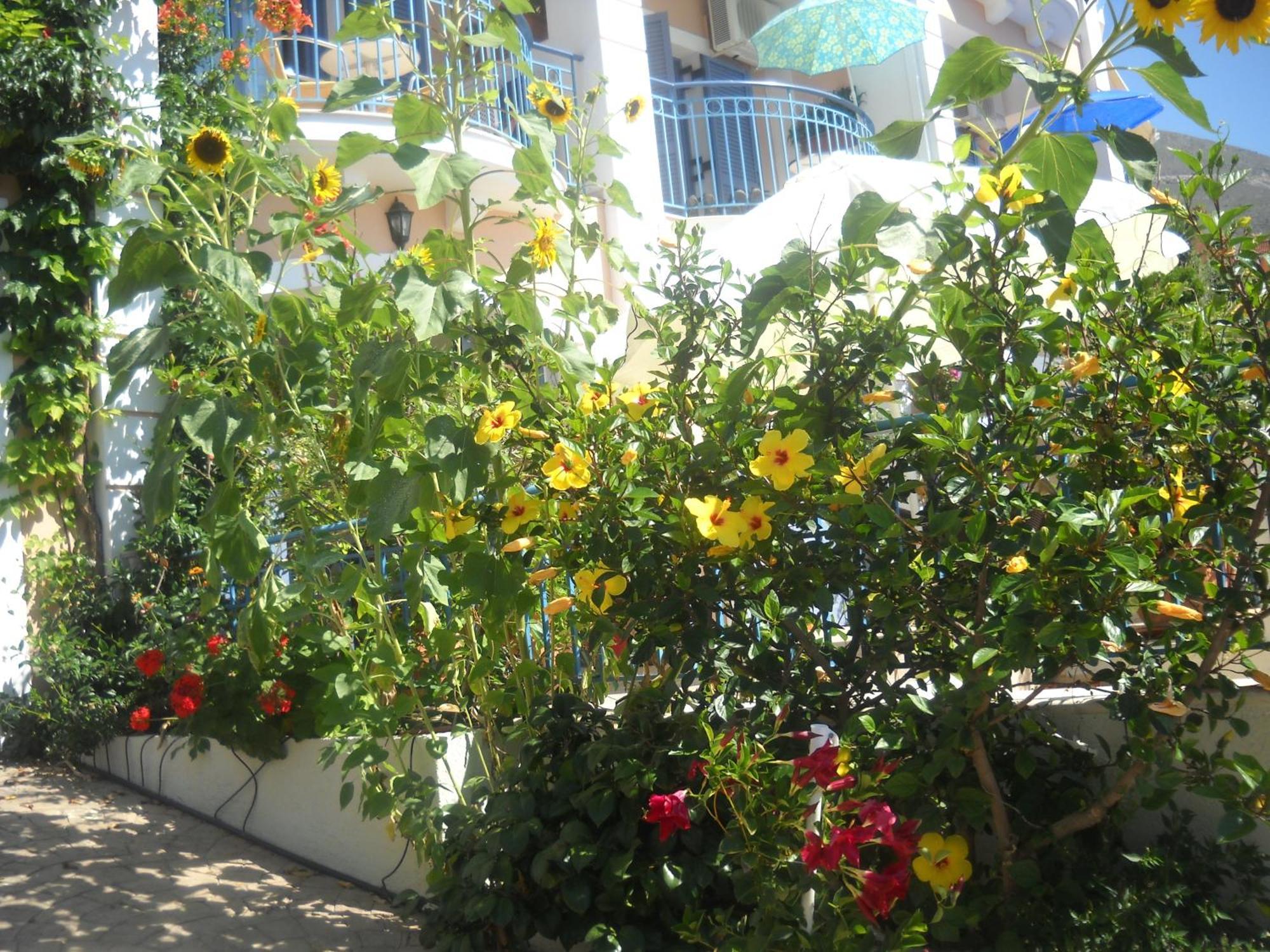 Olive Bay Hotel Agia Efimia Eksteriør bilde